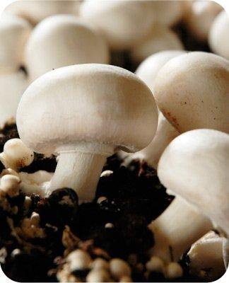 Mycélium de champignon de Paris, Culture de champignon de paris 